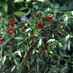 Odla Thai Hot Ornamental