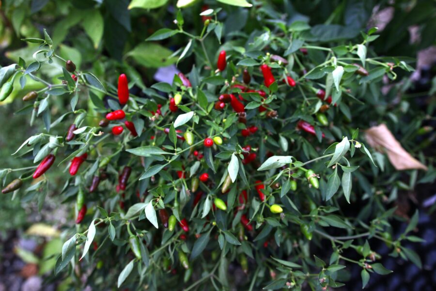 Thai Hot Ornamental chili med glödande röda upprätta frukter – kompakt prydnadschili för balkong | TummelstaChili