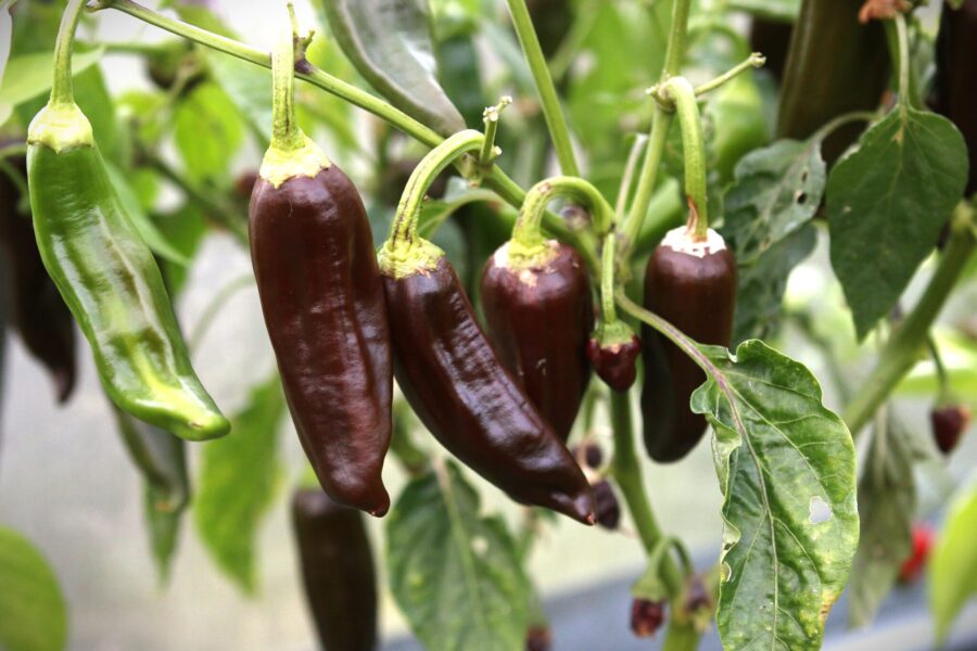 Brown Berber chilifrön – etiopisk berbere-chili med unik brun färg och rökig smak | TummelstaChili