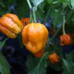 Odla Papa Joe's Scotch Bonnet