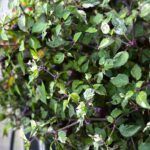 Odla Jigsaw Variegated