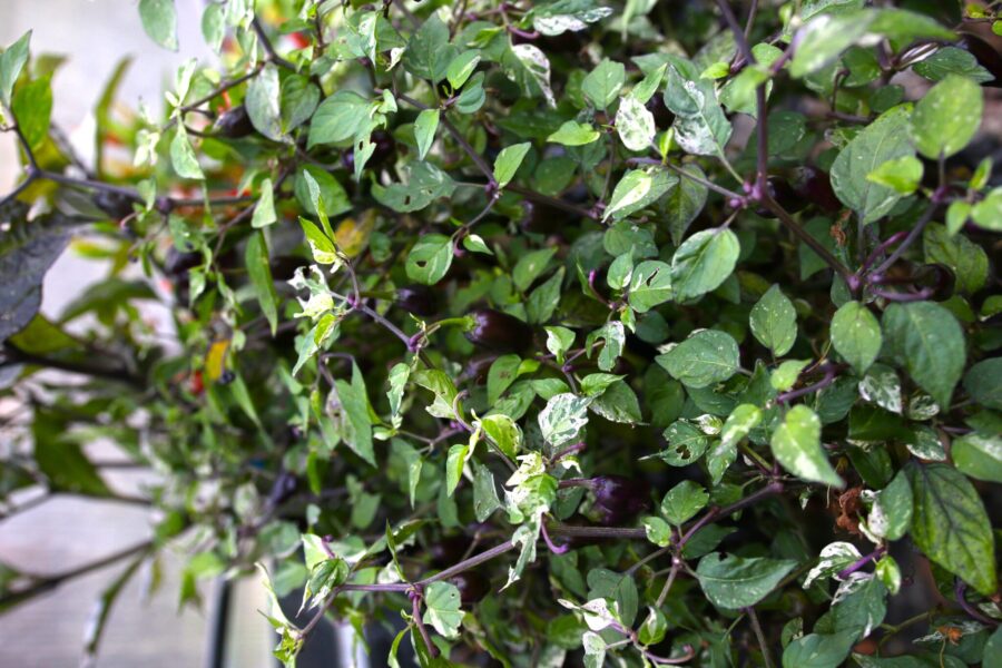 Jigsaw Variegated prydnadschili med marmorerade blad och lila frukter – dekorativ och ätbar | TummelstaChili