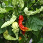 Odla Super Bhut Jolokia JW