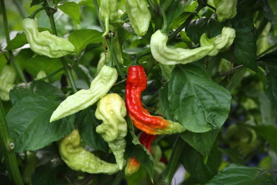 Super Bhut Jolokia JW ghost pepper med röda, ruggade frukter – legendarisk indisk superchili | TummelstaChili