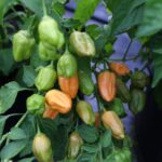 Odla Aji Mango Stumpey