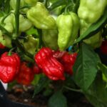 Odla Maldivian Heart