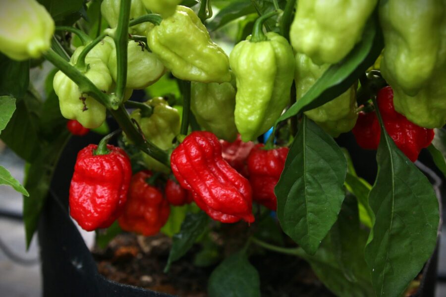 Maldivian Heart chili – hjärtformade röda frukter från Maldiverna | TummelstaChili