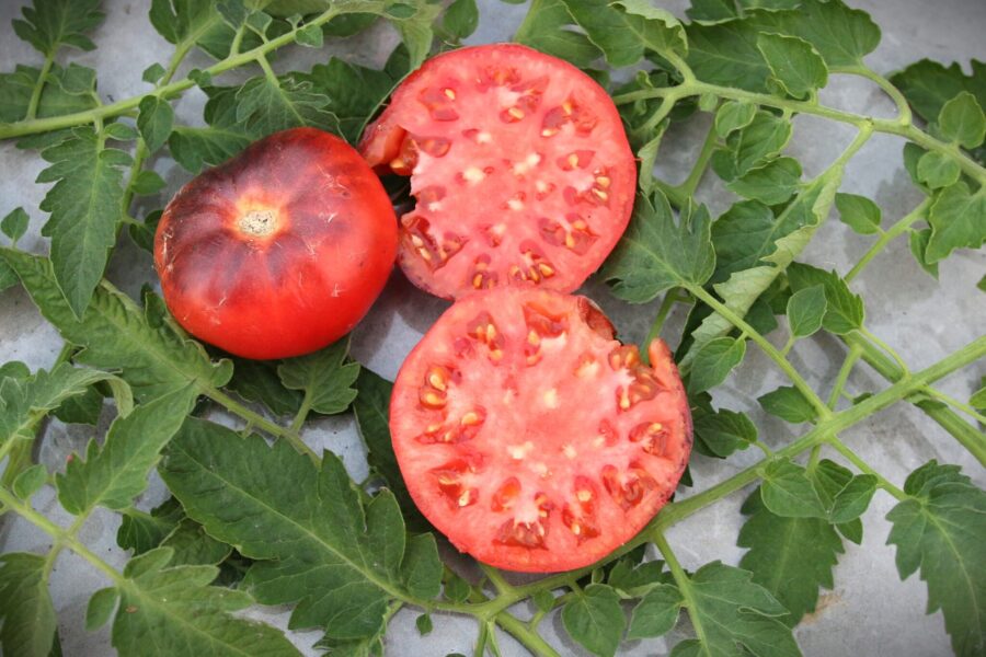 Pink Siberian Tiger tomat med spektakulär tigerstrimning och blå anthocyanin-skuldror | TummelstaChili
