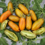 Favorie de Bretagne Cascading