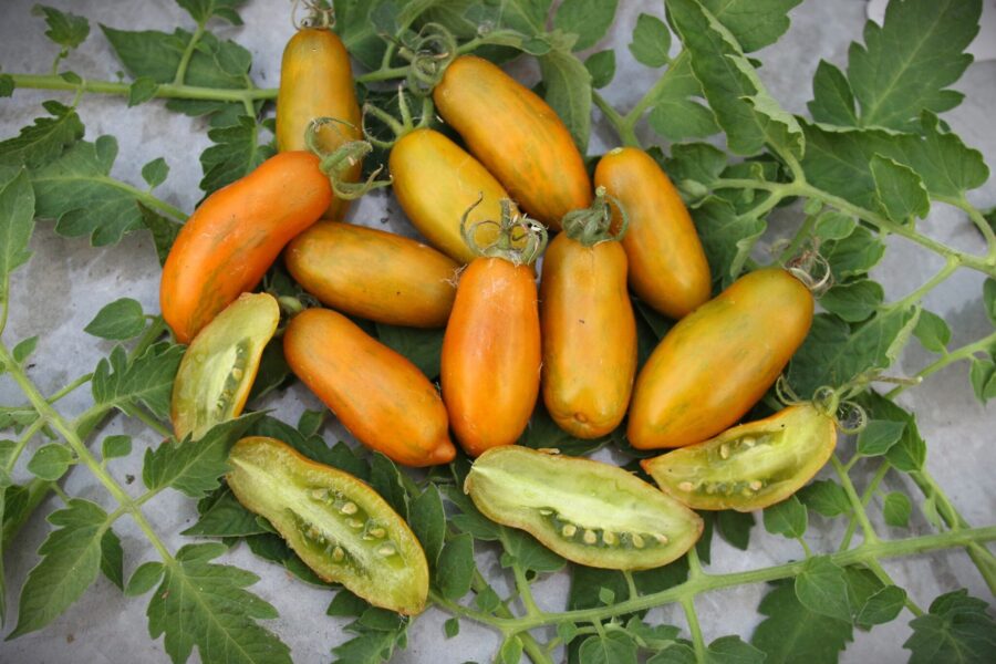 Favorie de Bretagne Cascading hängtomat med gula avlånga frukter | TummelstaChili