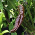 Odla Ecuadorian Brown