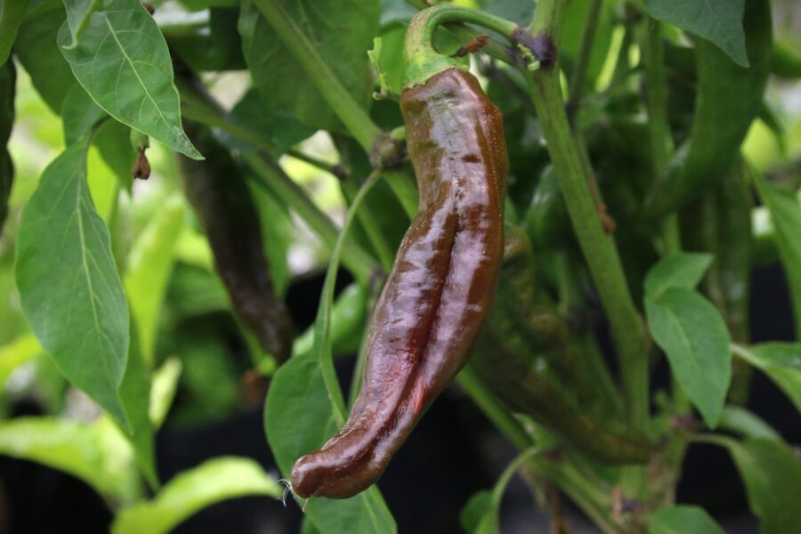 Ecuadorian Brown chilifrön – ekvadoriansk chili med ovanlig brun färg | TummelstaChili