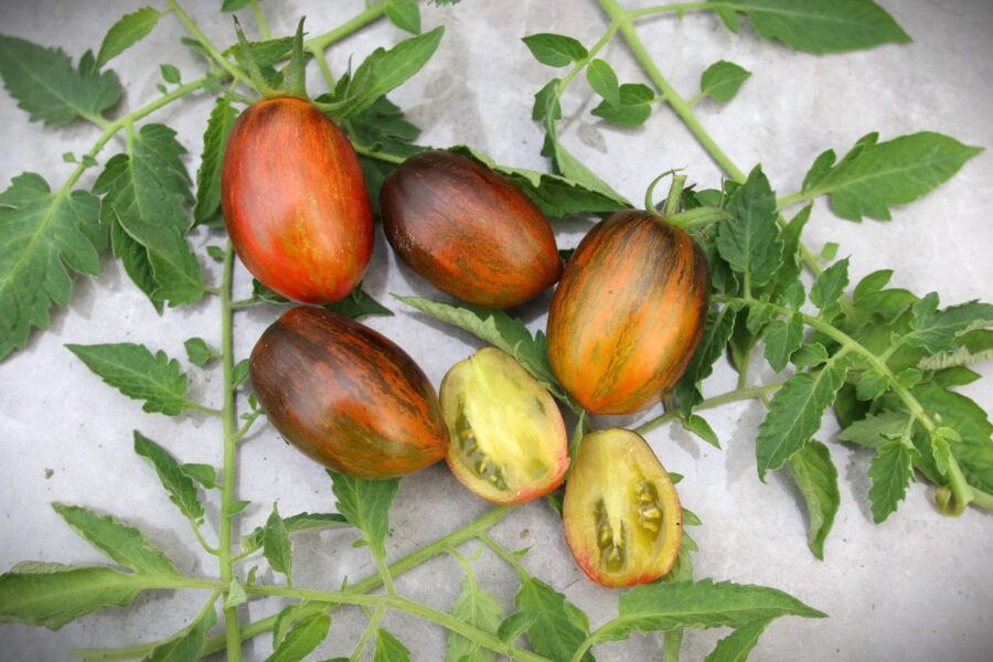 Atomic Fusion tomat med spektakulära blå, röda och bruna färger från Brad Gates | TummelstaChili