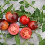 Cascade Village Blue