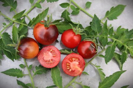 Cascade Village Blue