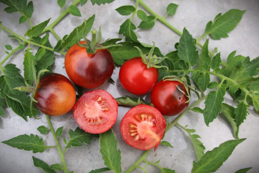 Cascade Village Blue tomatfrön – indigotomat med lila-blått skal | TummelstaChili