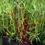 Odla Thunder Mountain Longhorn