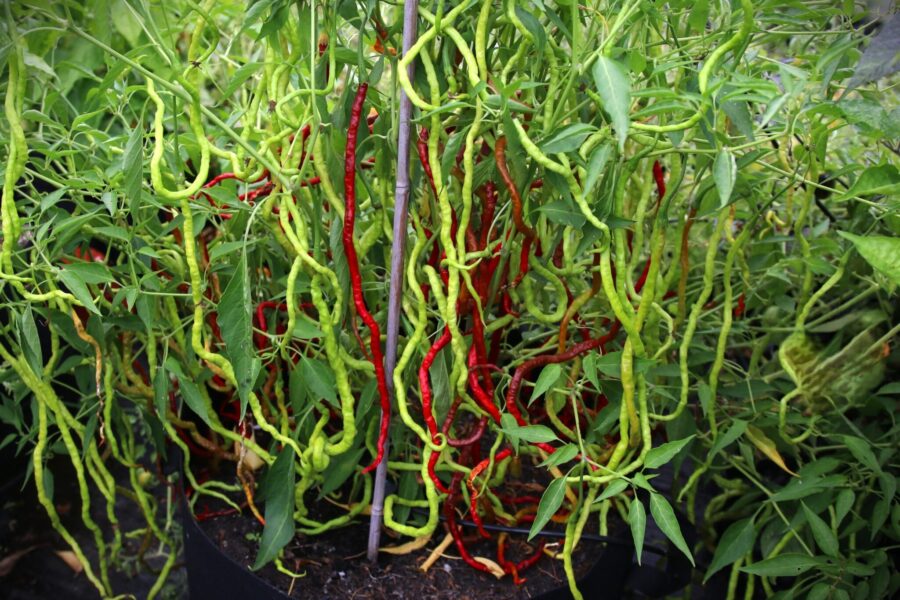 Thunder Mountain Longhorn chili – extremt långa röda frukter på upp till 50 cm | TummelstaChili