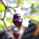 Odla Chupetinho Purple