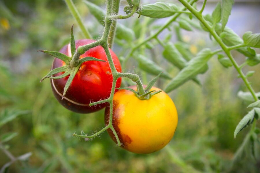 Ananas Bleu tomatfrön – tvåfärgad tomat med blå skuldror och guldgul kropp | TummelstaChili