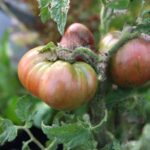 Crimson Sockeye Dwarf