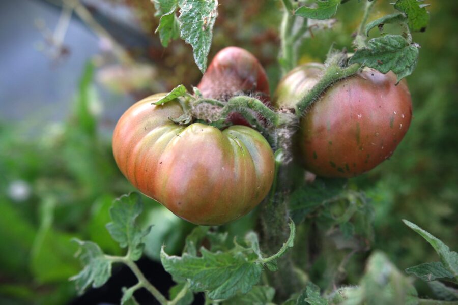 Crimson Sockeye Dwarf tomatfrön – kompakt dvärgtomat med mörkpurpra biffstora frukter | Svenskodlade frön