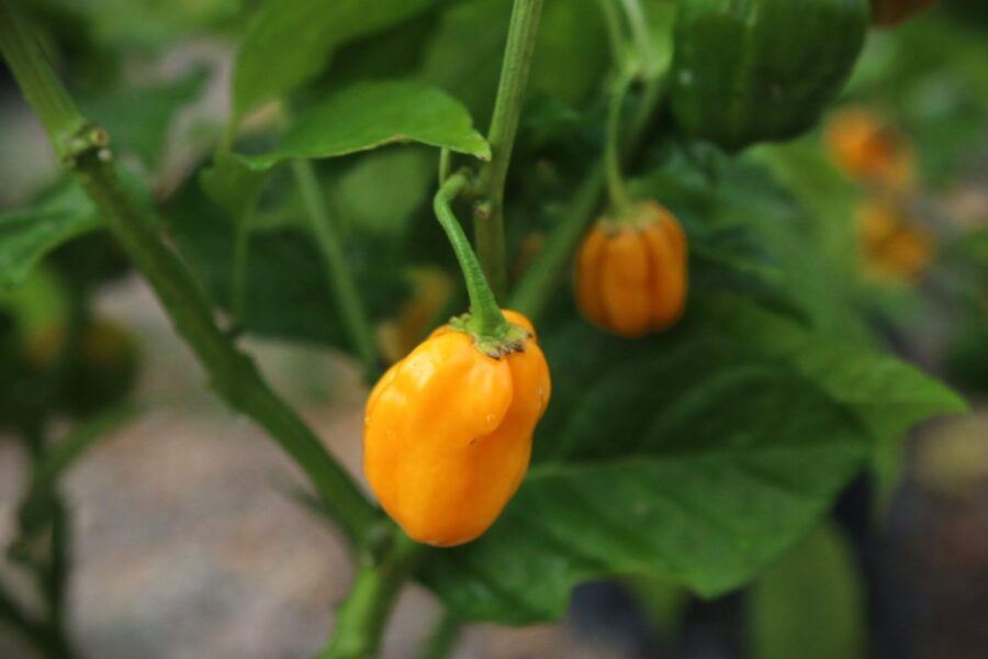 Yellow Bumpy chilifrukter med karakteristisk knölig gul yta | TummelstaChili