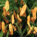 Odla Bhut Jolokia Elongate Peach