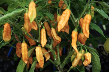Bhut Jolokia Elongate Peach