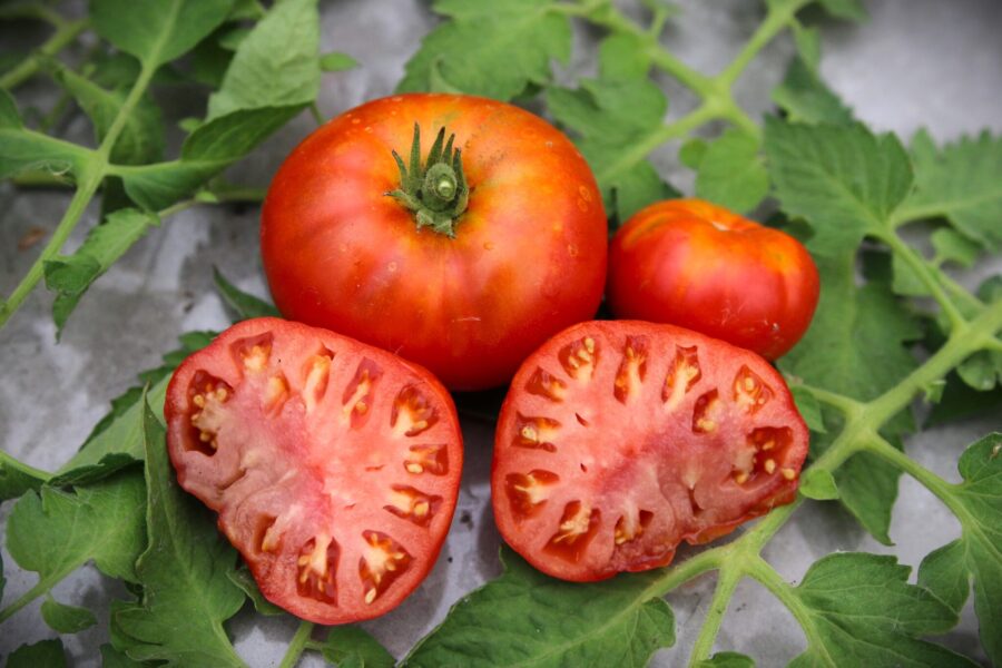 Egypt Red Dwarf dvärgtomat med röda frukter på kompakt planta | TummelstaChili