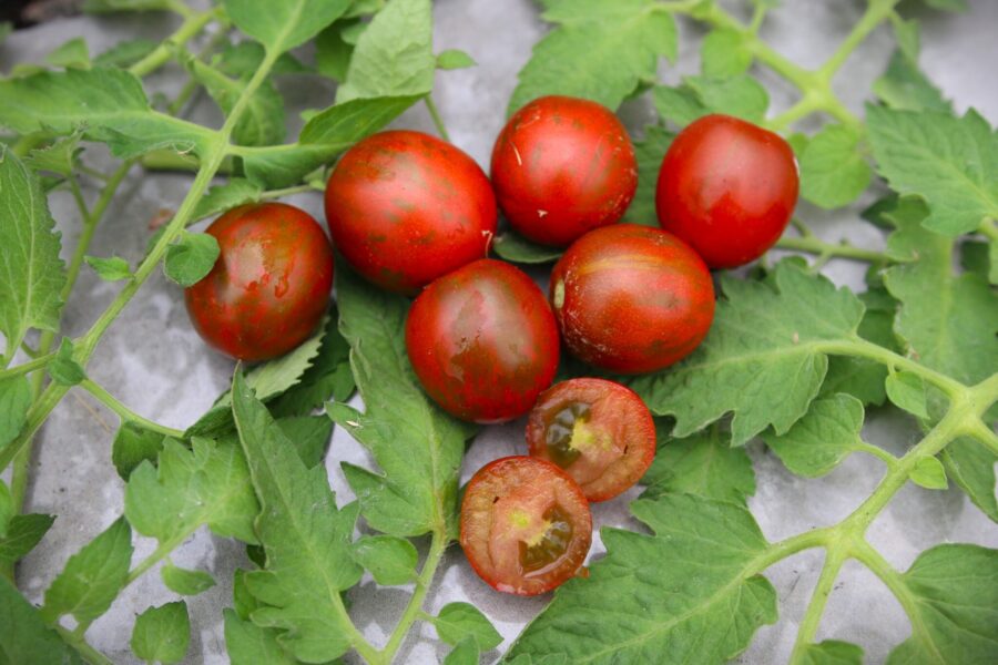 Tumbling Jester tomatfrön – hängande körsbärstomater i brunrött med gröna ränder | TummelstaChili