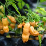 Odla Habanero Lightning Peach