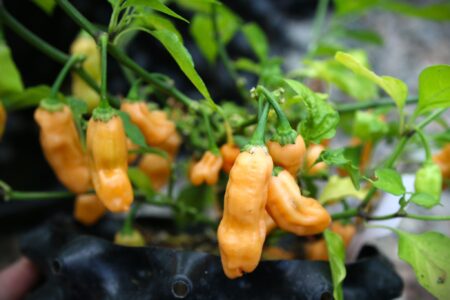 Habanero Lightning Peach