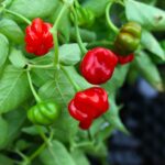 Odla Pi 49793 São Paulo