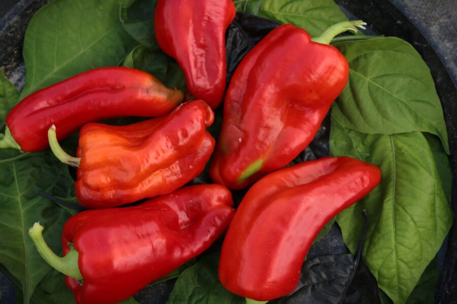 Aconcagua paprikafrön – stora röda frukter från argentinska Anderna | TummelstaChili