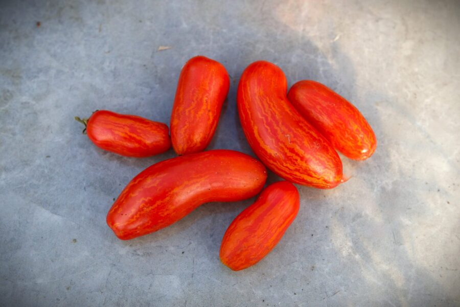Yellow Tulip tomater – gul-orange bananformade tomater med röda flammor från Ryssland | TummelstaChili
