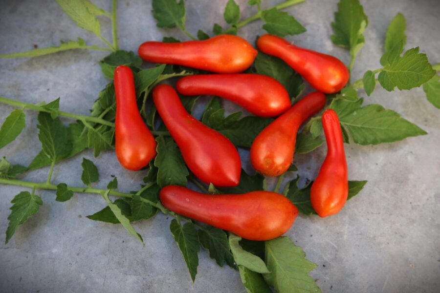 Sea Horse Paste tomatfrön – exotisk pastatomat med böjd sjöhäst-form i röd-gul färg | TummelstaChili