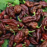 Odla Chocolate Reaper Brains