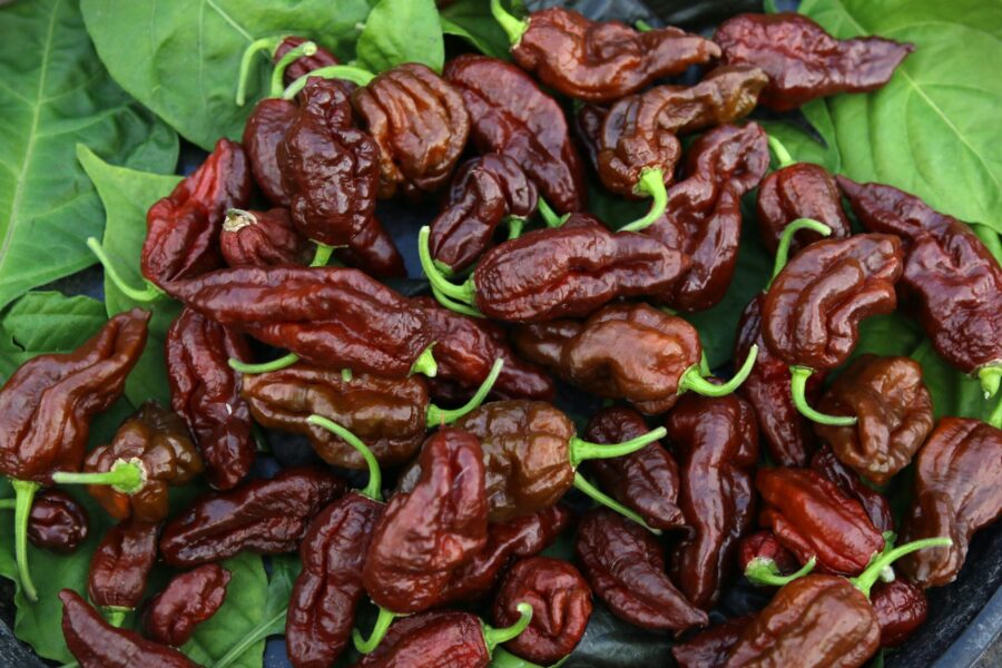 Chocolate Reaper Brains – ultra-het superchili med dramatisk chokladbrun färg och hjärnliknande yta | TummelstaChili