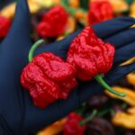 Odla Primo Lucifer XL