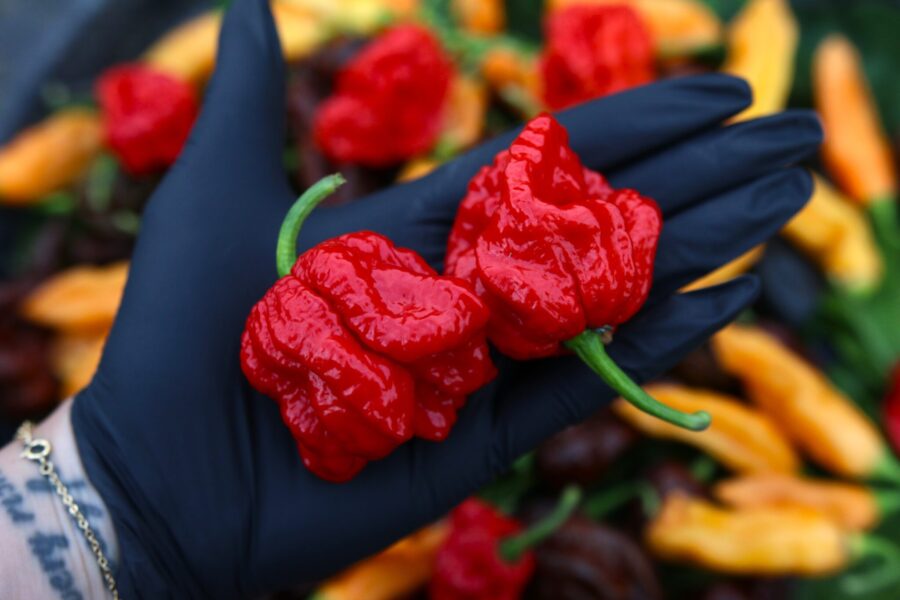 Primo Lucifer XL chilifrön – massiv superchili med knölig yta och extrem hetta | TummelstaChili