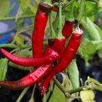 Odla Aji Cacho de Cabra