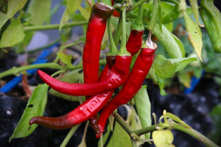 Aji Cacho de Cabra frön – chilensk hornformad chili med röda frukter för merkén | TummelstaChili