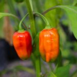 Odla Habanero African