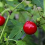 Odla Hungarian Round