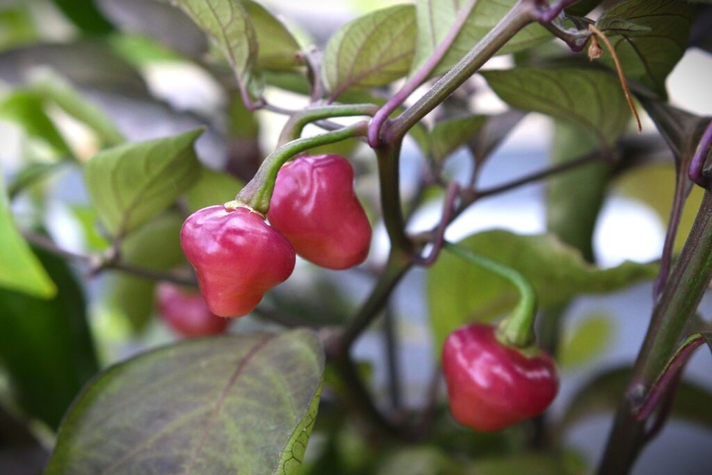 Cheiro Roxa chilifrön - Köp Capsicum chinense | TummelstaChili