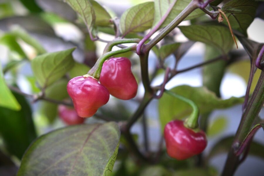 Cheiro Roxa chili med lila-rosa frukter – brasiliansk aromaschili | Svenskodlade frön TummelstaChili