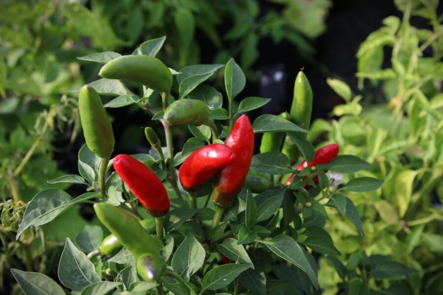 Holly-Anne prydnadschili med små röda konformade frukter på kompakt planta | TummelstaChili