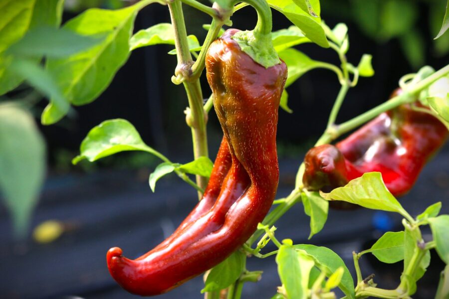 Goat Horn chili med långa hornformade röda frukter – traditionell asiatisk sort | TummelstaChili