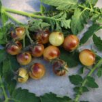 Amethyst Cream Cherry